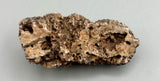 Fossilized Coral