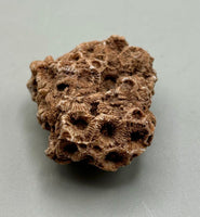 Fossilized Coral