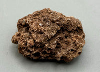 Fossilized Coral