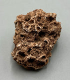 Fossilized Coral