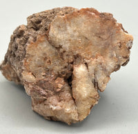 Fossilized Coral