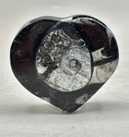 Polished Orthoceras Heart Box