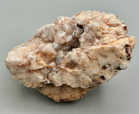 Fossilized Coral