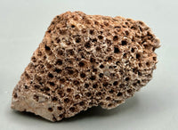 Fossilized Coral