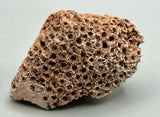 Fossilized Coral