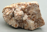 Fossilized Coral