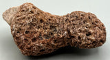 Fossilized Coral