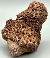 Fossilized Coral