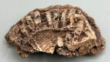 Fossilized Coral