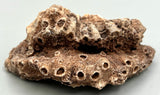 Fossilized Coral