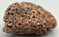 Fossilized Coral