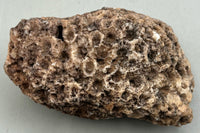 Fossilized Coral