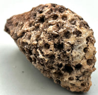 Fossilized Coral