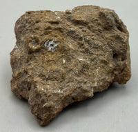 Fossilized Coral