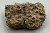 Fossilized Coral