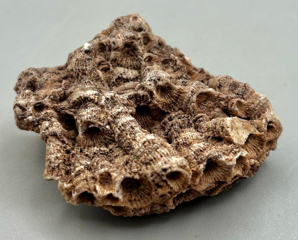 Fossilized Coral