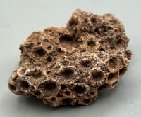 Fossilized Coral