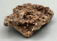 Fossilized Coral