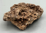 Fossilized Coral