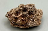 Fossilized Coral