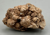 Fossilized Coral