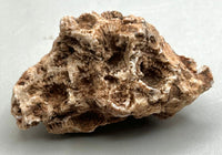 Fossilized Coral