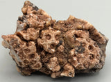 Fossilized Coral