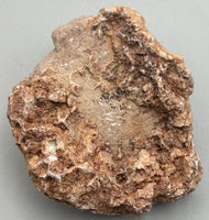 Fossilized Coral