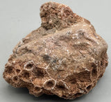 Fossilized Coral