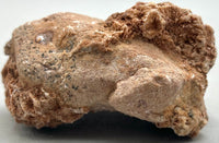 Fossilized Coral