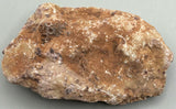 Fossilized Coral