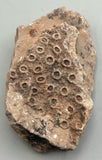 Fossilized Coral