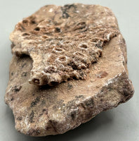 Fossilized Coral