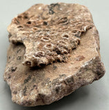 Fossilized Coral