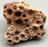 Fossilized Coral