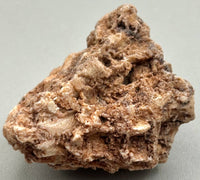 Fossilized Coral