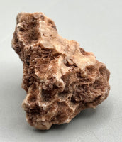 Fossilized Coral