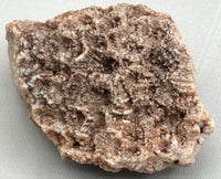 Fossilized Coral