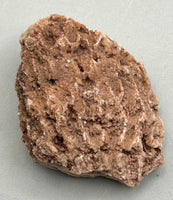 Fossilized Coral