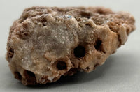 Fossilized Coral