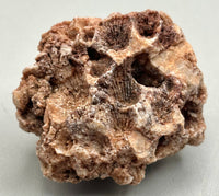 Fossilized Coral