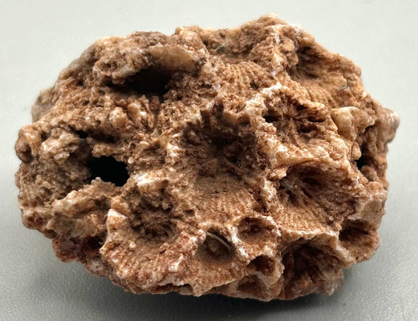 Fossilized Coral