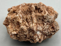 Fossilized Coral