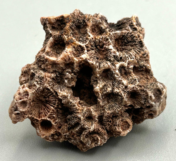 Fossilized Coral