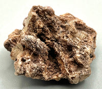 Fossilized Coral