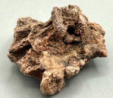 Fossilized Coral