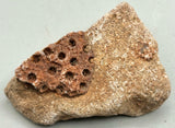 Fossilized Coral