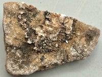 Fossilized Coral