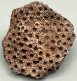 Fossilized Coral