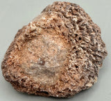 Fossilized Coral